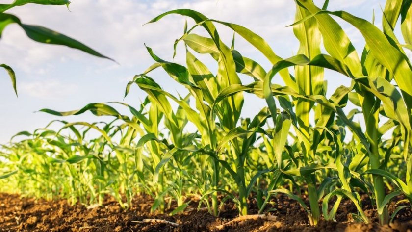 El USDA presenta un escenario ajustado maíz en EEUU antes de que se definan rindes