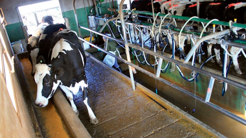 El premio para los tamberos que producen leche con calidad máxima es de apenas un 4%