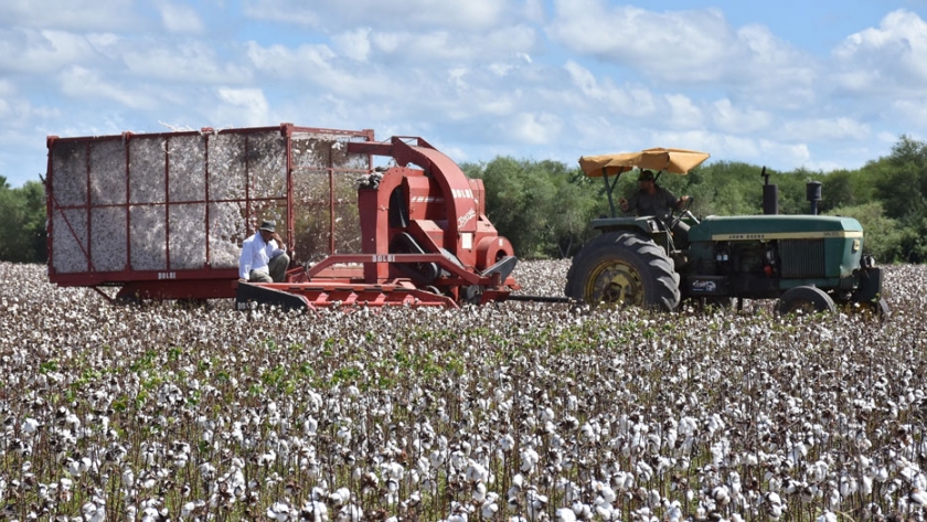 Algodón: precios de referencia fijados por Formosa son los mejores de la región