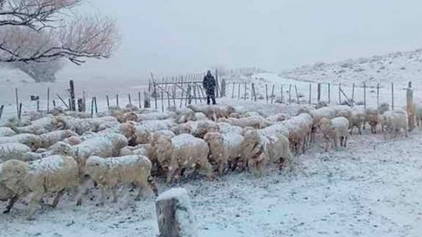 Ovinos: Gran acción solidaria de la CAPOC para con sus pares de la Patagonia