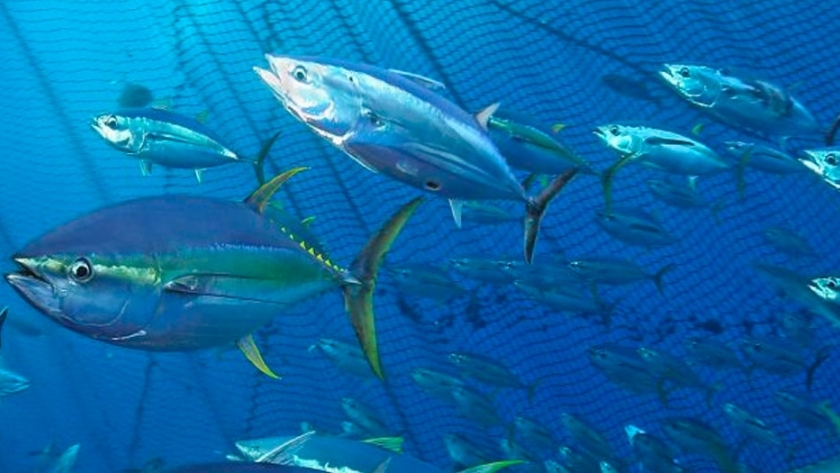Una alianza que está salvando la biodiversidad de las aguas internacionales