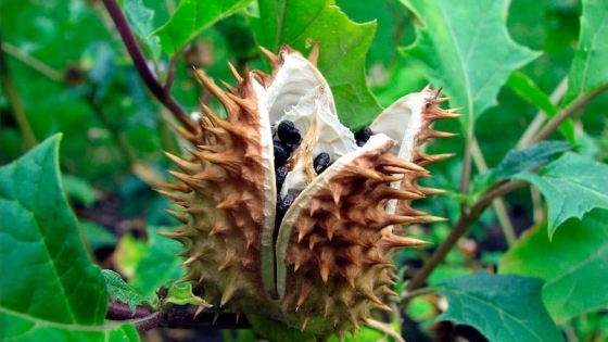 Las plantas más polémicas del mundo: entre prohibiciones, rituales y resistencia
