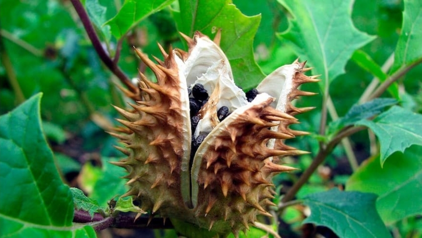 Las plantas más polémicas del mundo: entre prohibiciones, rituales y resistencia