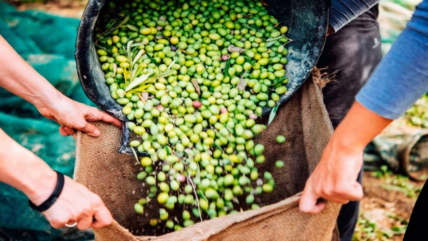 El cambio climático impacta sobre el olivo