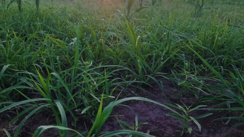 Recomendaciones clave para la siembra de pasturas megatérmicas en el Chaco Semiárido