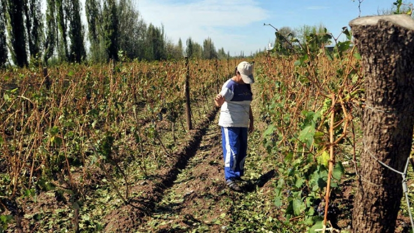 Asisten a productores afectados por el granizo