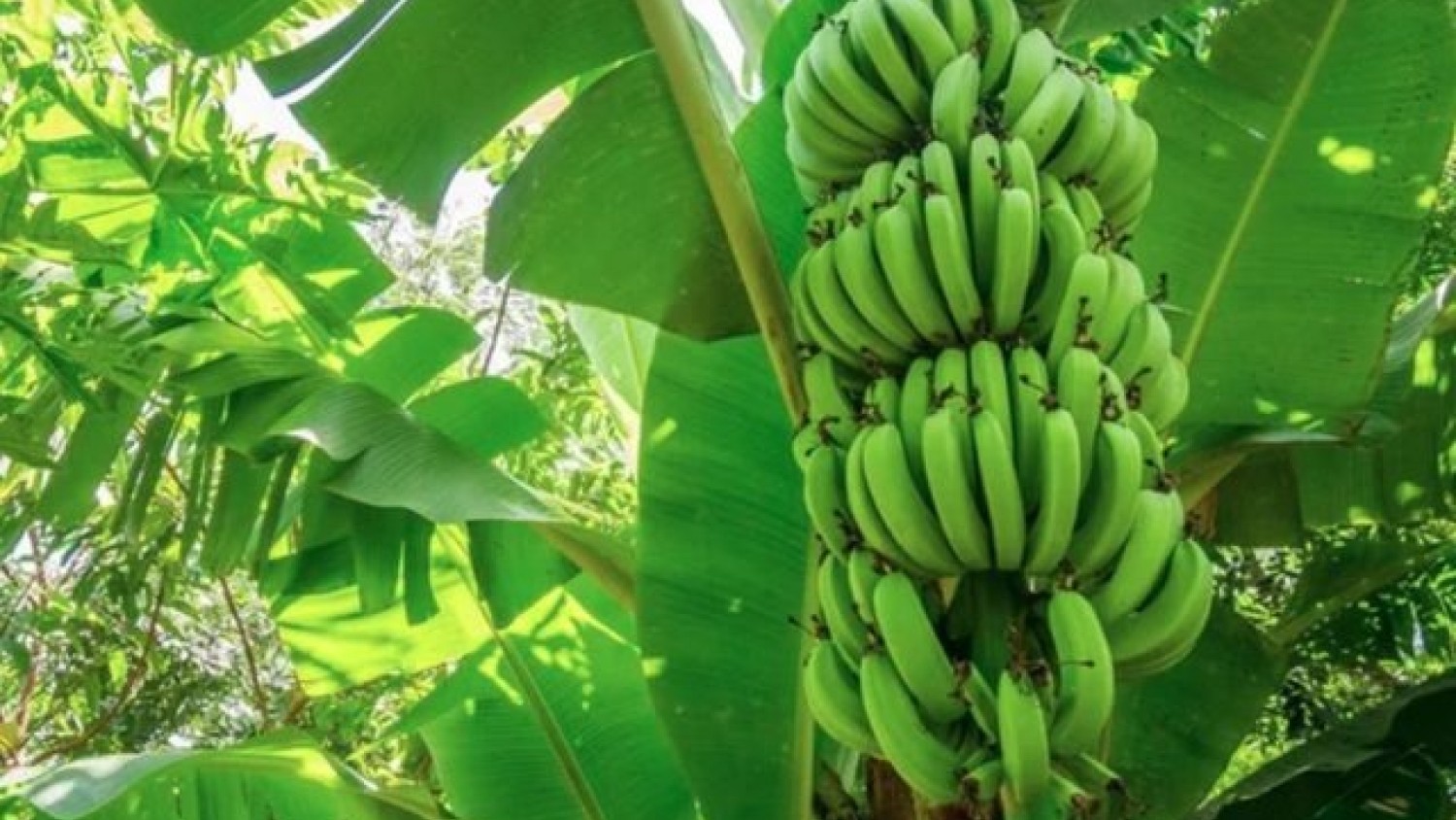 Alianza global busca blindar la producción de banana frente a una enfermedad que amenaza al comercio mundial