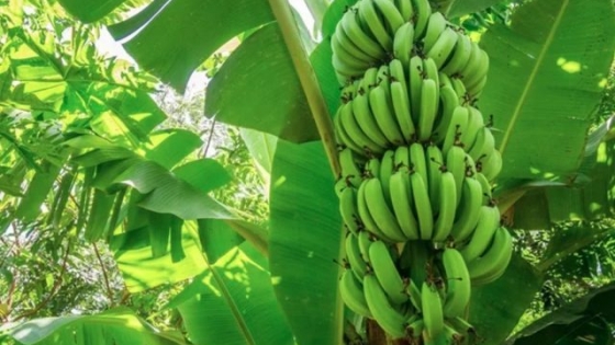 Alianza global busca blindar la producción de banana frente a una enfermedad que amenaza al comercio mundial