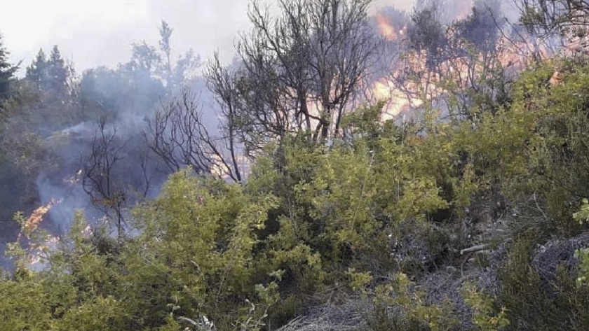 Incendio forestal: intensas tareas de los organismos de respuesta