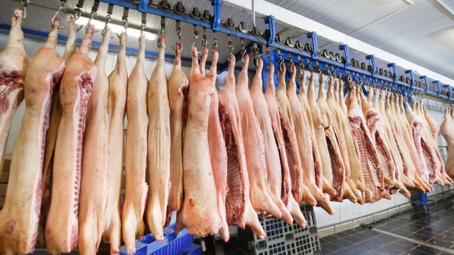 La producción porcina alcanzó niveles récord, pero la rentabilidad cayó a uno de los peores registros de la década