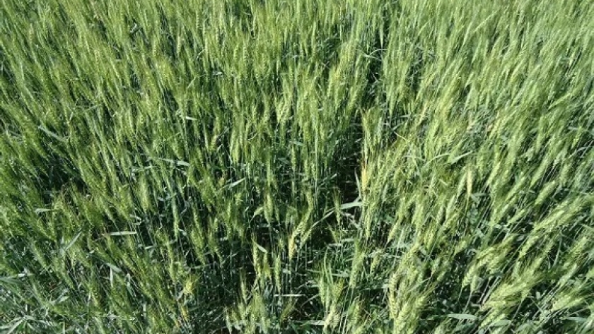 Cierre de gruesa y fina 23/24: de una cosecha compleja a la siembra de trigo, qué no puede faltar en una campaña con múltiples desafíos