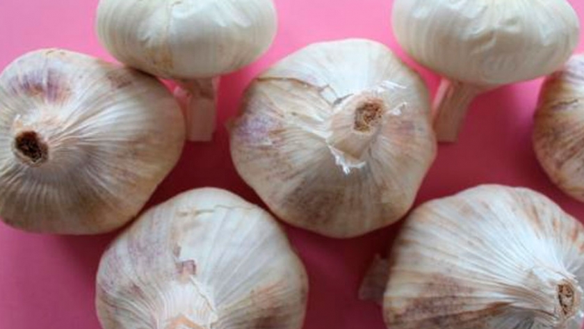 Cultivo de Ajo