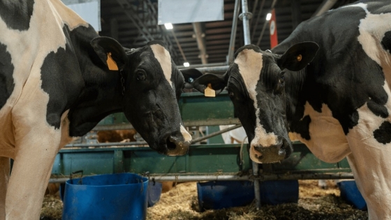 El regreso de las vacas Holando a Palermo: genética, lechería y orgullo de raza