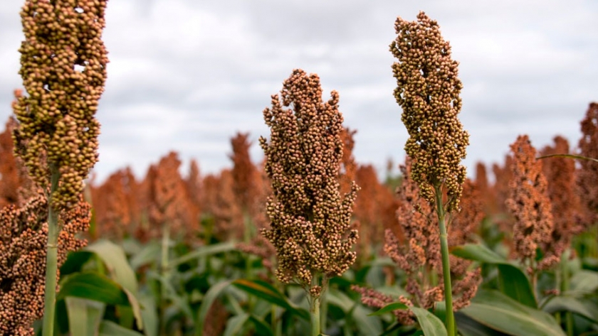 La demanda china alienta a sembrar más sorgo en la Argentina