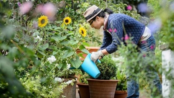 5 flores ideales para sembrar en agosto