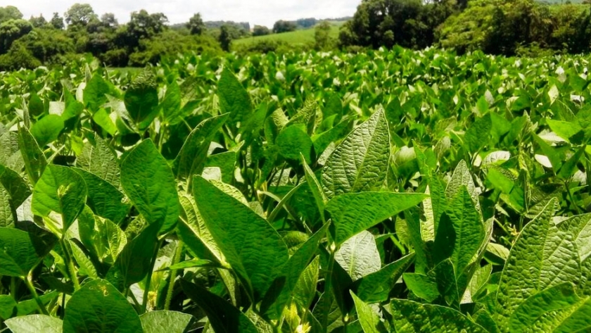 Ante la falta de agua, FMC recomienda Cropshield