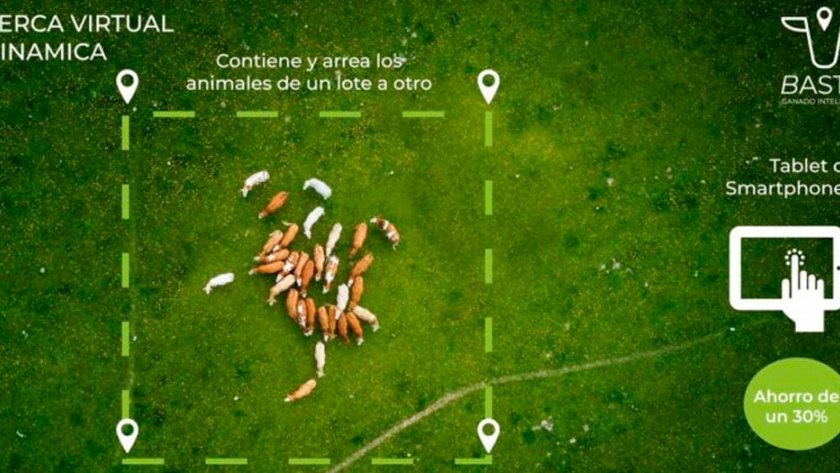 El caso Bastó: Vacas con collares que reemplazan el alambrado y permiten realizar un pastoreo de precisión