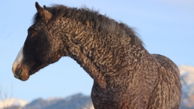 El enigmático Caballo Rizado: la raza norteamericana que atrae a criadores por su genética única y temperamento noble