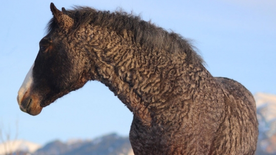 El enigmático Caballo Rizado: la raza norteamericana que atrae a criadores por su genética única y temperamento noble