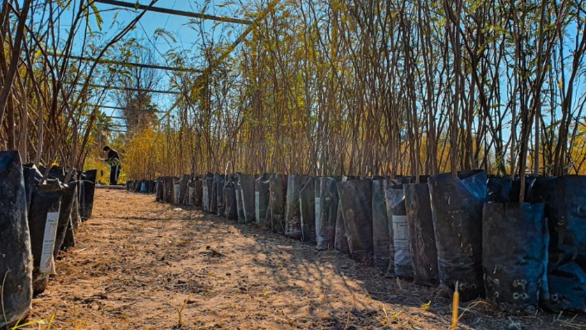 El Parque de la Biodiversidad fue forestado con 600 árboles