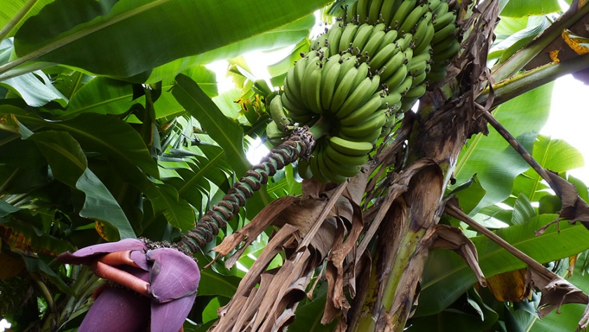 La enfermedad del banano MustGrow da como resultado una afirmación de "Control 100%" en Colombia