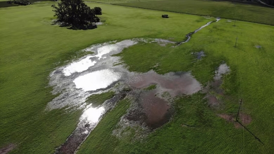 Fuerte impacto: se redujo 100.000 hectáreas la siembra de trigo por anegamientos en Buenos Aires