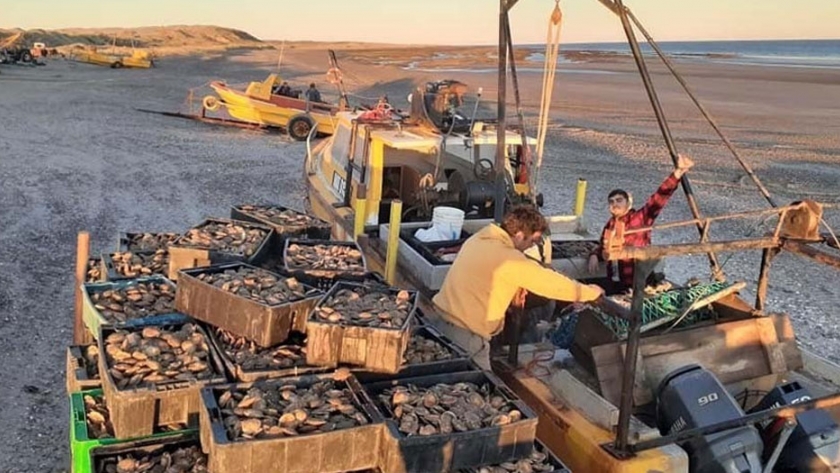 Histórica recolección de vieiras en las costas rionegrinas