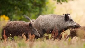 Alemania confirmó el primer caso de peste porcina africana