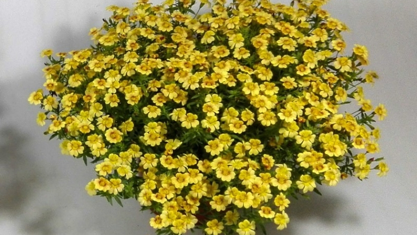 Presentan una nueva planta ideal para el jardín