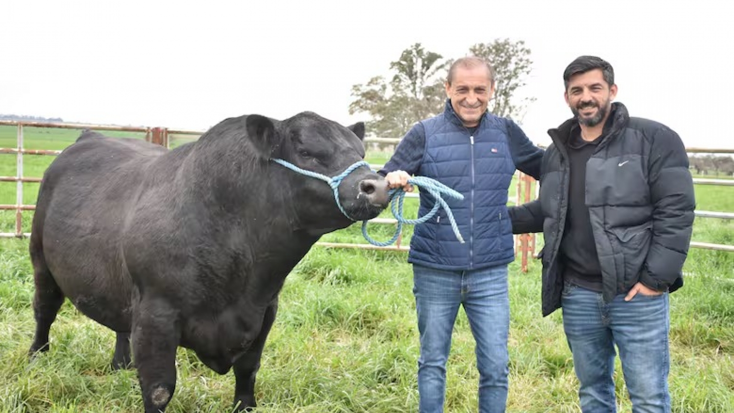 Del fútbol al campo: Ramón Díaz logró un histórico premio Angus