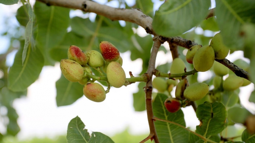 Pistacho: el INTA logró la primera polinización artificial para obtener semillas híbridas