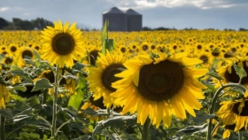 Aceite de girasol: la demanda sostiene las cotizaciones globales