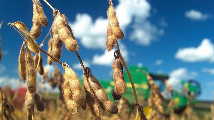 ¿Cómo evolucionó la producción de soja y cuál es la situación actual en cada región argentina?