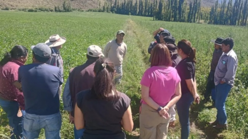 Impulsan la producción del poroto pallar en Salta