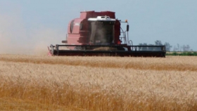 Destacan la buena cosecha de trigo y los elevados excedentes de exportación