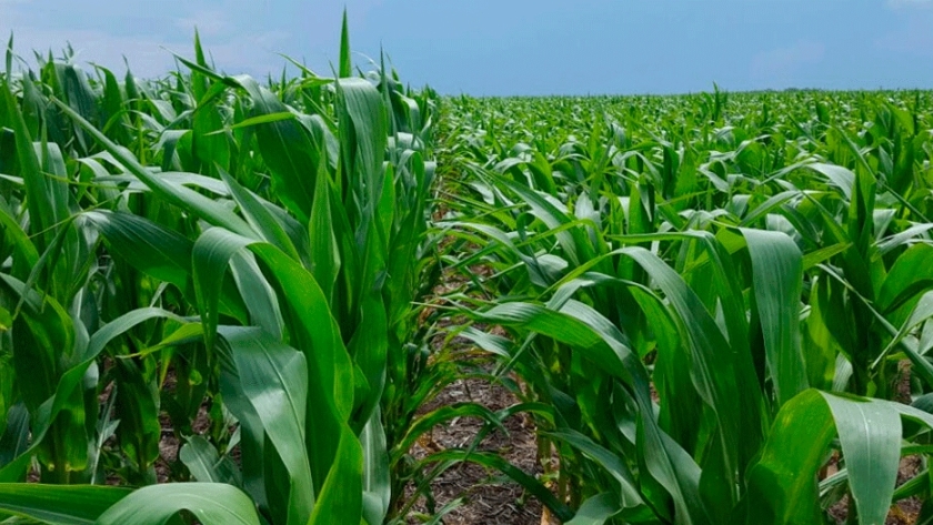 Fertilización maíz, aplicación de nitrógeno, fecha de siembra y fertilización complementaria