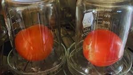 Lavados con agua electroactivada, los tomates duran más