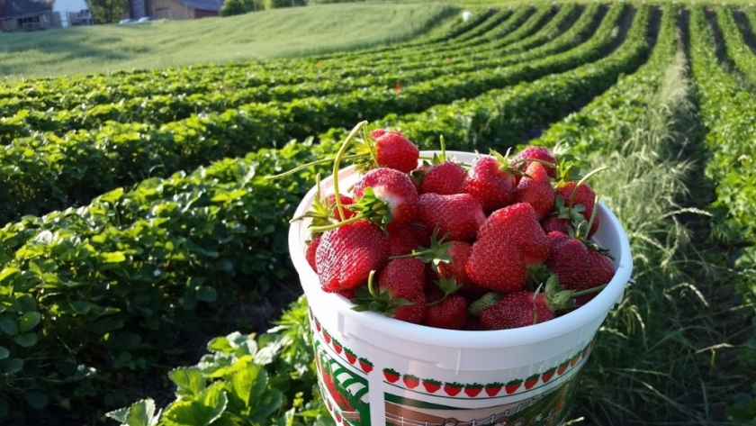 Descubriendo los secretos del cultivo de frutillas