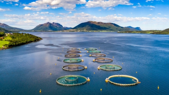 Europe leads in VC investment for aquaculture despite Asia’s dominance in production