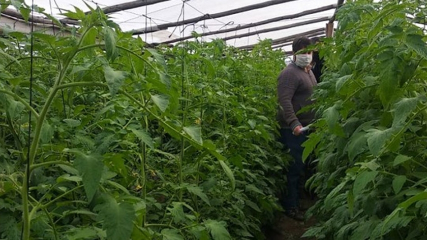 BPA y Envases Vacíos: relevamiento del sector hortícola de la Capital