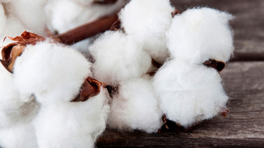 El algodón, una industria que viste, alimenta y bate récords en Brasil