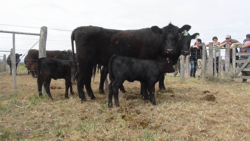 Comienza la vacunación contra la fiebre aftosa y brucelosis en La Pampa