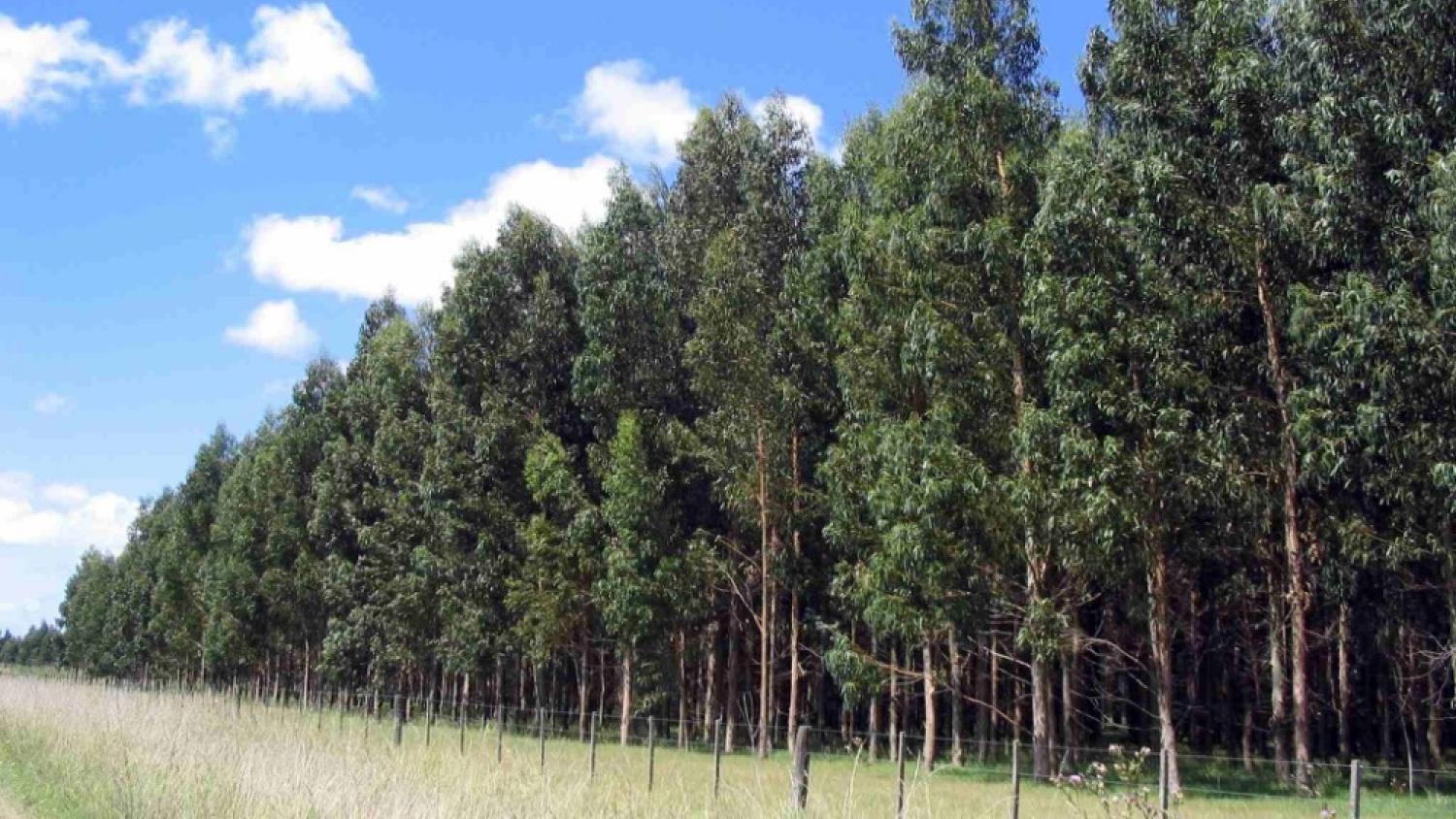 El eucalipto recupera terreno en Santa Fe y el INTA evalúa clones de alto rendimiento