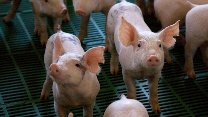 Recomendaciones para reforzar y preservar la bioseguridad en las granjas porcinas