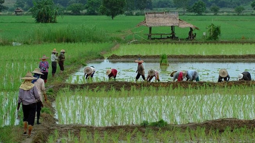 Las inundaciones de arroz en Asia obstaculizan la cosecha en los principales centros y afectan la oferta