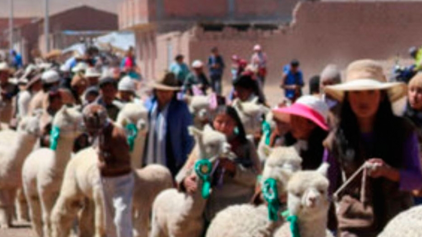 Puno propone nuevo modelo empresarial sobre fibra de alpaca