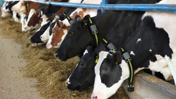 Proyección optimista: La producción de leche en Argentina crecería un 5,7% en 2025