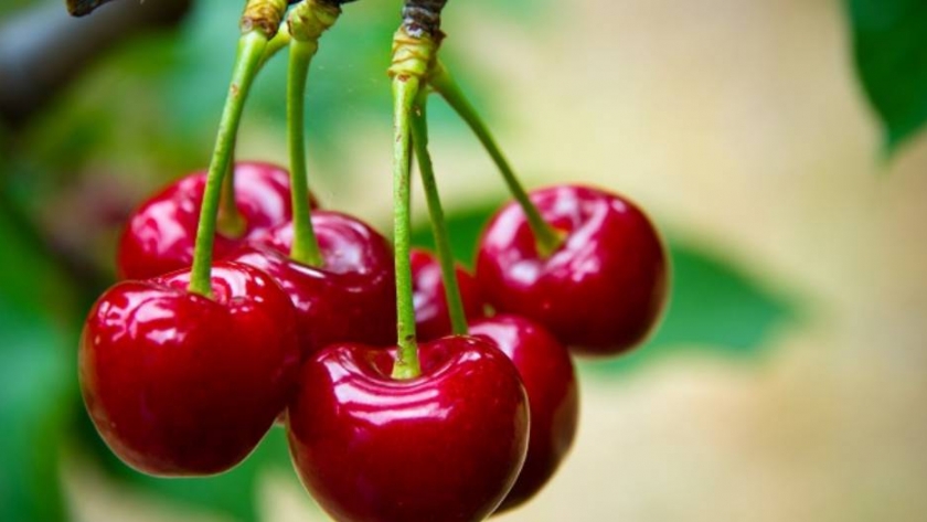 Chile apunta a vender US$5.000 millones en cerezas a China para 2025
