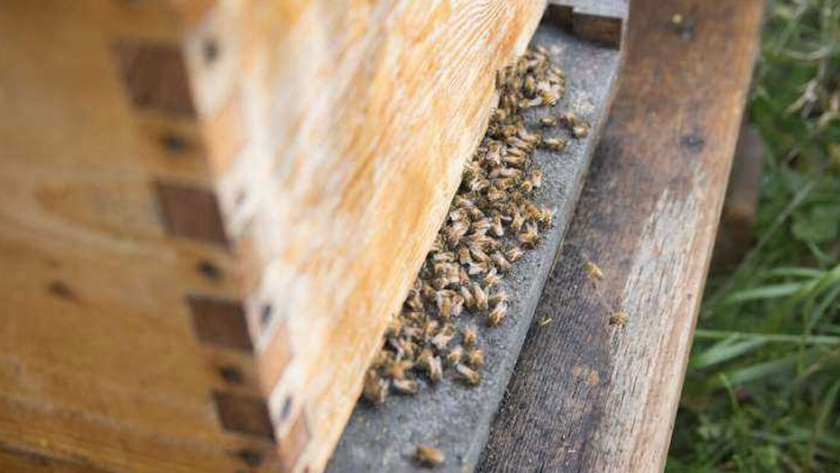 Uso de probióticos para proteger a las abejas melíferas contra enfermedades fatales