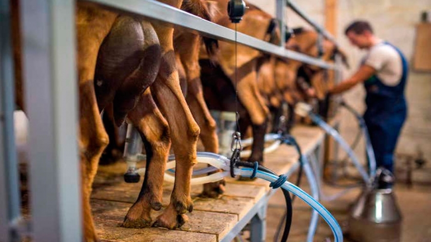 Desarrollan cabras transgénicas que producen leche con medicamentos contra el cáncer